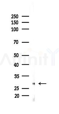 SIRT3 Recombinant Rabbit mAb - Western blot analysis of lysates from Rat lung, using SIRT3 Rabbit mAb at 1/1000 dilution.