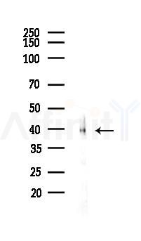 ATF4 Recombinant Rabbit mAb - Western blot analysis of lysates from Rat heart, using ATF-4 Recombinant Rabbit mAb at 1/1000 dilution.