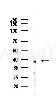 c-Jun Recombinant Rabbit mAb - Western blot analysis of lysates from Mouse brain, using c-Jun Recombinant Rabbit mAb at 1/1000 dilution.