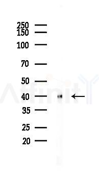 c-Jun Recombinant Rabbit mAb - Western blot analysis of lysates from HepG2 cells(starvation,24h treatment), using c-Jun Recombinant Rabbit mAb at 1/1000 dilution.