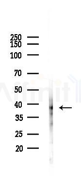 c-Jun Recombinant Rabbit mAb - Western blot analysis of lysates from Rat heart, using c-Jun Recombinant Rabbit mAb at 1/1000 dilution.