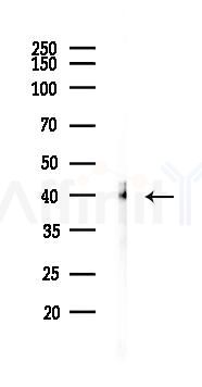 c-Jun Recombinant Rabbit mAb - Western blot analysis of lysates from COLO205 cells(heat-shock,45min treatment), using c-Jun Recombinant Rabbit mAb at 1/1000 dilution.