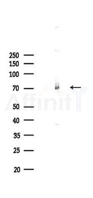 HSP70 Recombinant Rabbit mAb - Western blot analysis of lysates from Mouse liver, using Hsp70 Recombinant Rabbit mAb at 1/1000 dilution.