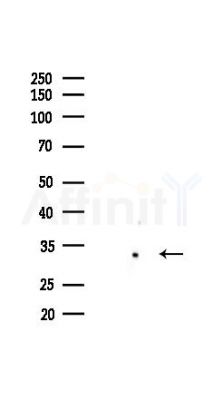 CHOP Recombinant Rabbit mAb - Western blot analysis of lysates from HepG2 cells(heat-shock,45min treatment), using DDIT3 Recombinant Rabbit mAb at 1/1000 dilution.