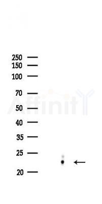 FGF2 Recombinant Rabbit mAb - Western blot analysis of lysates from COLO205 cells(LPS,4h treatment), using FGF2 Recombinant Rabbit mAb at 1/1000 dilution.