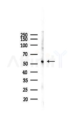 Src Recombinant Rabbit mAb - Western blot analysis of lysates from Mouse heart, using Src Recombinant Rabbit mAb at 1/1000 dilution.