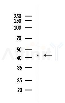 CXCR4 Recombinant Rabbit mAb - Western blot analysis of lysates from Rat brain, using CXCR4 Recombinant Rabbit mAb at 1/1000 dilution.