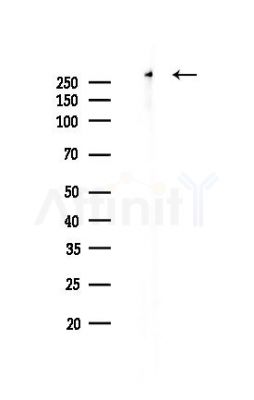 NG2 Recombinant Rabbit mAb - Western blot analysis of lysates from Hela cells(LPS,4h treatment), using NG2 Recombinant Rabbit mAb at 1/1000 dilution.