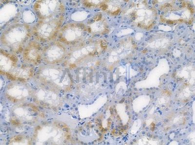 IRF7 Recombinant Rabbit mAb - BF3224 at 1/100 staining human normal kidney tissue by IHC-P.