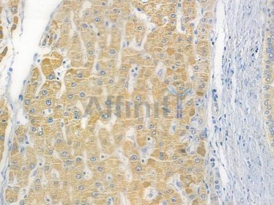 eIF2 alpha Recombinant Rabbit mAb - BF3234 at 1/100 staining human normal liver tissue by IHC-P.