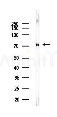GRP78 Recombinant Rabbit mAb - Western blot analysis of lysates from Mouse liver, using GRP78 BiP Recombinant Rabbit mAb at 1/1000 dilution.