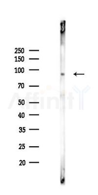 Phospho-FOXO3A (Ser253) Recombinant Rabbit mAb - Western blot analysis of lysates from Mouse brain, using Phospho-FOXO3A (Ser253) Recombinant Rabbit mAb at 1/1000 dilution.