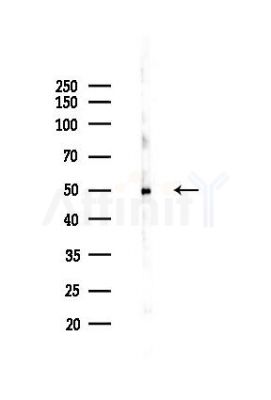 Phospho-Smad2/3 (Thr8) Recombinant Rabbit mAb - Western blot analysis of lysates from Mouse liver, using Phospho-Smad2/3 (Thr8) Recombinant Rabbit mAb at 1/1000 dilution.