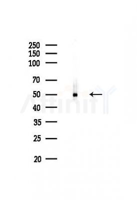 Phospho-Smad2/3 (Thr8) Recombinant Rabbit mAb - Western blot analysis of lysates from B16F10-LUC cells(LPS,4h treatment), using Phospho-Smad2/3 (Thr8) Recombinant Rabbit mAb at 1/1000 dilution.