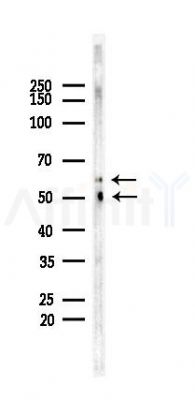 AGER/RAGE Recombinant Rabbit mAb - Western blot analysis of lysates from Mouse testis, using RAGE Recombinant Rabbit mAb at 1/1000 dilution.