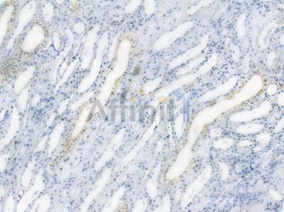 APG5L/ATG5 Recombinant Rabbit mAb - BF3265 at 1/100 staining human normal kidney tissue by IHC-P.