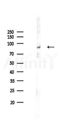 Phospho-Tau (Ser202/Thr205) Recombinant Rabbit mAb - Western blot analysis of lysates from COLO205 cells(LPS,4h treatment), using Phospho-Tau (Ser202/Thr205) Recombinant Rabbit mAb at 1/1000 dilution.