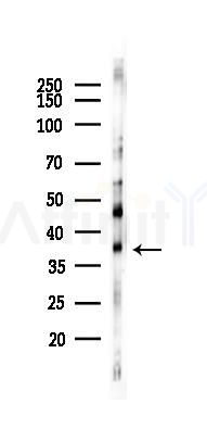 Synaptophysin Recombinant Rabbit mAb - Western blot analysis of lysates from Rat lung, using Synaptophysin Recombinant Rabbit mAb at 1/1000 dilution.