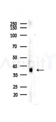 Synaptophysin Recombinant Rabbit mAb - Western blot analysis of lysates from Mouse lung, using Synaptophysin Recombinant Rabbit mAb at 1/1000 dilution.