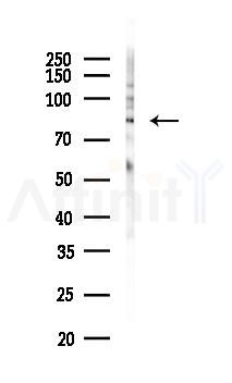 Phospho-MDM2 (Ser166) Recombinant Rabbit mAb - Western blot analysis of lysates from Mouse liver, using Phospho-MDM2 (Ser166) Recombinant Rabbit mAb at 1/1000 dilution.