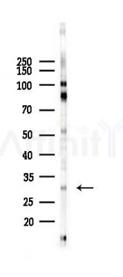 HES1 Recombinant Rabbit mAb - Western blot analysis of lysates from HUVEC cells(heat-shock 45min treatment), using Hes1 Recombinant Rabbit mAb at 1/1000 dilution.