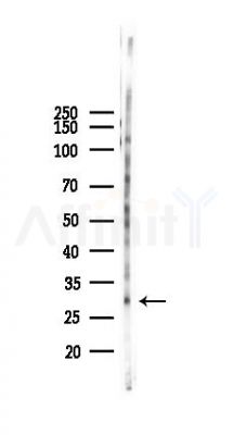 HES1 Recombinant Rabbit mAb - Western blot analysis of lysates from Rat lung, using Hes1 Recombinant Rabbit mAb at 1/1000 dilution.
