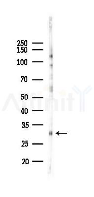 HES1 Recombinant Rabbit mAb - Western blot analysis of lysates from A2780 cells(LPS 4h treatment), using Hes1 Recombinant Rabbit mAb at 1/1000 dilution.