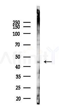 TRIM63 Recombinant Rabbit mAb - Western blot analysis of lysates from Mouse liver, using MURF1 Recombinant Rabbit mAb at 1/1000 dilution.