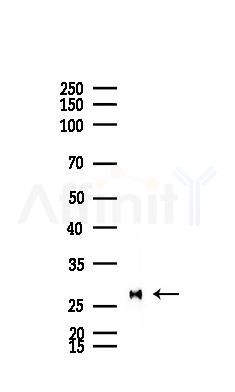 Myelin Basic Protein/MBP Recombinant Rabbit mAb - Western blot analysis of lysates from Mouse testis, using Myelin Basic Protein Recombinant Rabbit mAb at 1/1000 dilution.