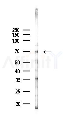 Phospho-Synapsin I (Ser9) Recombinant Rabbit mAb - Western blot analysis of lysates from Mouse brain, using Phospho-Synapsin I (Ser9) Recombinant Rabbit mAb at 1/1000 dilution.