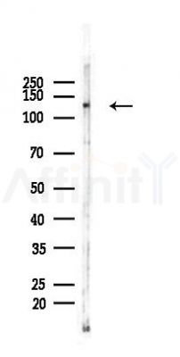 PER2 Recombinant Rabbit mAb - Western blot analysis of lysates from Mouse testis, using PER2 Recombinant Rabbit mAb at 1/1000 dilution.