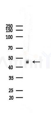 GAP43 Recombinant Rabbit mAb - Western blot analysis of lysates from Mouse brain, using GAP43 Recombinant Rabbit mAb at 1/1000 dilution.