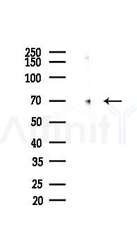 NUR77 Recombinant Rabbit mAb - Western blot analysis of lysates from Mouse brain, using NUR77 Recombinant Rabbit mAb at 1/1000 dilution.