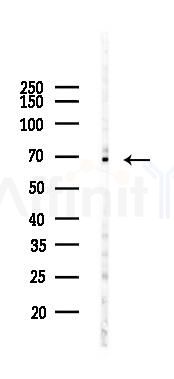 NUR77 Recombinant Rabbit mAb - Western blot analysis of lysates from LoVo cells(heat-shock,45min treatment), using NUR77 Recombinant Rabbit mAb at 1/1000 dilution.