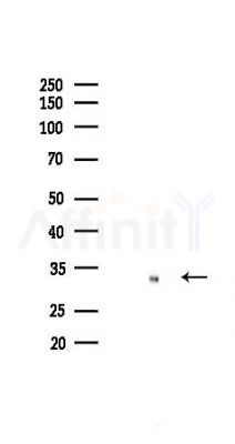 CDK2 Recombinant Rabbit mAb - Western blot analysis of lysates from HepG2 cells(heat-shock,45min treatment), using CDK2 Recombinant Rabbit mAb at 1/1000 dilution.