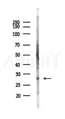 Phospho-CDK2 (Tyr15) Recombinant Rabbit mAb - Western blot analysis of lysates from B16F10-LUC cells(LPS,4h treatment), using Phospho-CDK2 (Tyr15) Rabbit mAb at 1/1000 dilution.