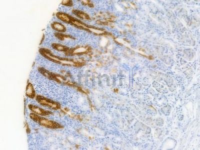 MUC5A Recombinant Rabbit mAb - BF3399 at 1/100 staining human normal gastric tissue by IHC-P.