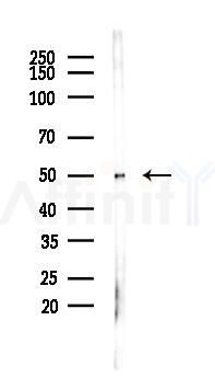 NAMPT Recombinant Rabbit mAb - Western blot analysis of lysates from Rat muscle, using Nampt Recombinant Rabbit mAb at 1/1000 dilution.