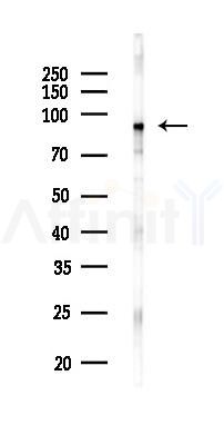 EZH2 Recombinant Rabbit mAb - Western blot analysis of lysates from Hela cells(LPS,4h treatment), using EZH2 Recombinant Rabbit mAb at 1/1000 dilution.