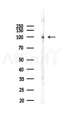 EZH2 Recombinant Rabbit mAb - Western blot analysis of lysates from Mouse liver, using EZH2 Recombinant Rabbit mAb at 1/1000 dilution.