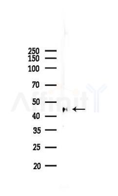 Phospho-RIPK3 (Ser227) Recombinant Rabbit mAb - Western blot analysis of lysates from Rat lung, using Phospho-RIP3 (Ser227) Recombinant Rabbit mAb at 1/1000 dilution.