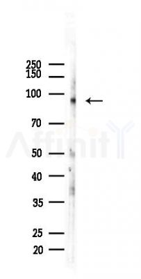DNMT3A Recombinant Rabbit mAb - Western blot analysis of lysates from 293 cells(heat-shock,45min treatment), using Dnmt3a Recombinant Rabbit mAb at 1/1000 dilution.