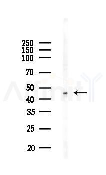 Ephrin B2 Recombinant Rabbit mAb - Western blot analysis of lysates from COLO205 cells(heat-shock,45min treatment), using Ephrin B2 Recombinant Rabbit mAb at 1/1000 dilution.
