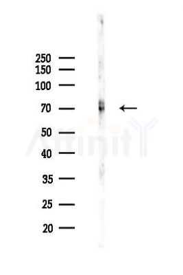 CXCR3 Recombinant Rabbit mAb - Western blot analysis of lysates from Mouse liver, using CXCR3 Recombinant Rabbit mAb at 1/1000 dilution.