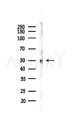 GLUT2 Recombinant Rabbit mAb - Western blot analysis of lysates from Mouse liver, using Glucose Transporter GLUT2 Recombinant Rabbit mAb at 1/1000 dilution.