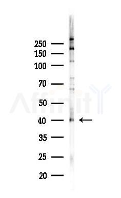LEF1 Recombinant Rabbit mAb - Western blot analysis of lysates from Hela cells(heat-shock,45min treatment), using LEF1 Recombinant Rabbit mAb at 1/1000 dilution.