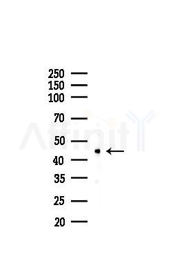 LEF1 Recombinant Rabbit mAb - Western blot analysis of lysates from PC12 cells(LPS,4h treatment), using LEF1 Recombinant Rabbit mAb at 1/1000 dilution.
