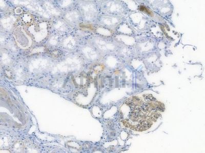 Integrin  alpha V Recombinant Rabbit mAb - BF3511 at 1/100 staining human normal kidney tissue by IHC-P.