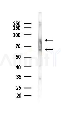 SP1 Recombinant Rabbit mAb - Western blot analysis of lysates from Rat muscle, using SP1 Recombinant Rabbit mAb at 1/1000 dilution.