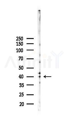 MCL1 Recombinant Rabbit mAb - Western blot analysis of lysates from B16F10-LUC cells(starvation,24h treatment), using MCL1 Recombinant Rabbit mAb at 1/1000 dilution.